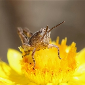 Phaulacridium vittatum at Hughes, ACT - 24 Nov 2024