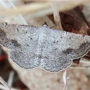 Taxeotis intextata (Looper Moth, Grey Taxeotis) at Deakin, ACT by LisaH