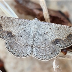 Taxeotis intextata at Deakin, ACT - 24 Nov 2024