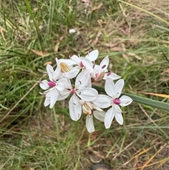 Burchardia umbellata (Milkmaids) at Mittagong, NSW - 20 Nov 2024 by Span102