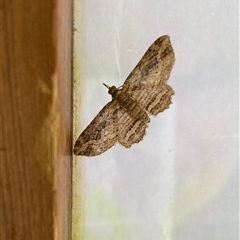 Chloroclystis filata (Filata Moth, Australian Pug Moth) at Curtin, ACT - 23 Nov 2024 by iancurtin