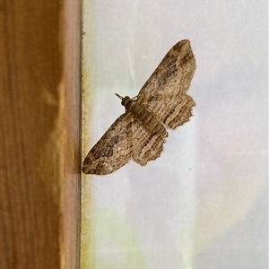 Chloroclystis filata (Filata Moth, Australian Pug Moth) at Curtin, ACT by iancurtin