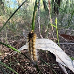 Anthela varia (Hairy Mary) at Mittagong, NSW - 22 Nov 2024 by Span102