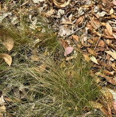 Nassella trichotoma (Serrated Tussock) at Aranda, ACT - 24 Nov 2024 by Jubeyjubes