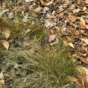 Nassella trichotoma at Aranda, ACT - 25 Nov 2024 10:25 AM