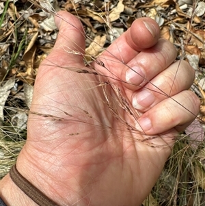 Nassella trichotoma at Aranda, ACT - 25 Nov 2024