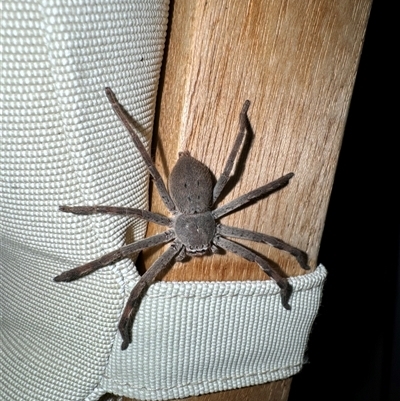 Isopedella pessleri (A huntsman spider) at Aranda, ACT - 24 Nov 2024 by Jubeyjubes