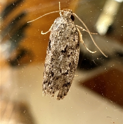 Philobota philostaura (A Concealer moth (Philobota group) at Aranda, ACT - 23 Nov 2024 by Jubeyjubes