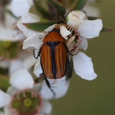 Phyllotocus sp. (genus) (Nectar scarab) at Moruya, NSW - 21 Nov 2024 by LisaH