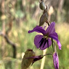 Arthropodium fimbriatum (Nodding Chocolate Lily) at Hall, ACT - 24 Nov 2024 by strigo