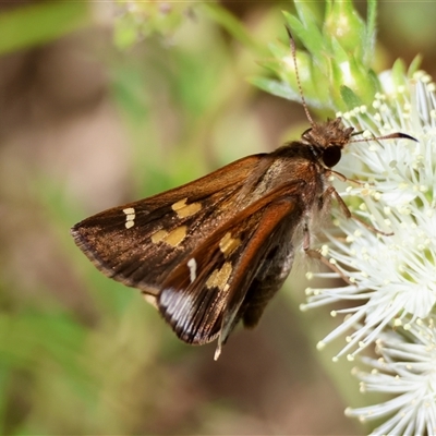 Dispar compacta (Barred Skipper) at Moruya, NSW - 21 Nov 2024 by LisaH