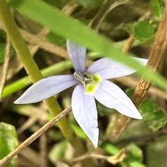 Isotoma fluviatilis subsp. australis (Swamp Isotome) at Hall, ACT - 24 Nov 2024 by strigo