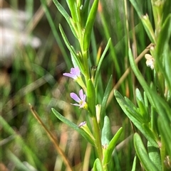 Lythrum hyssopifolia (Small Loosestrife) at Hall, ACT - 24 Nov 2024 by strigo