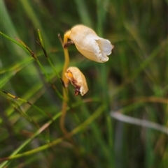 Gastrodia sesamoides (Cinnamon Bells) at Ebor, NSW - 24 Nov 2024 by Csteele4