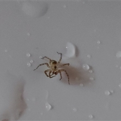 Oecobius sp. (genus) (Wall spider) at Kambah, ACT - 25 Nov 2024 by GirtsO