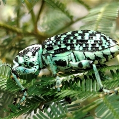 Chrysolopus spectabilis (Botany Bay Weevil) at Orangeville, NSW - 25 Nov 2024 by belleandjason