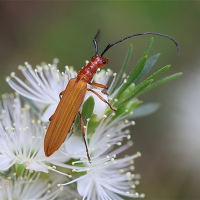 Stenoderus suturalis (Stinking Longhorn) at Moruya, NSW - 21 Nov 2024 by LisaH