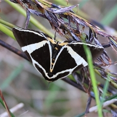 Fodina ostorius (Fodina ostorius) at Moruya, NSW - 21 Nov 2024 by LisaH