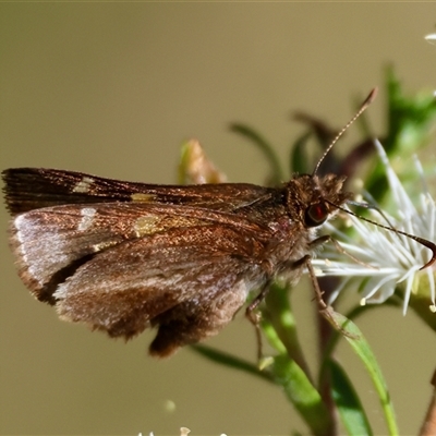 Dispar compacta (Barred Skipper) at Moruya, NSW - 20 Nov 2024 by LisaH