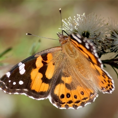 Vanessa kershawi (Australian Painted Lady) at Moruya, NSW - 20 Nov 2024 by LisaH