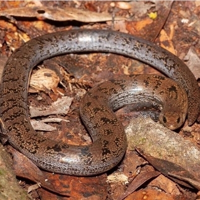 Coeranoscincus reticulatus (Snake-toothed Burrowing Skink, Threetoed Snaketooth Skink) at O'Reilly, QLD - 7 Jan 2009 by MichaelBedingfield