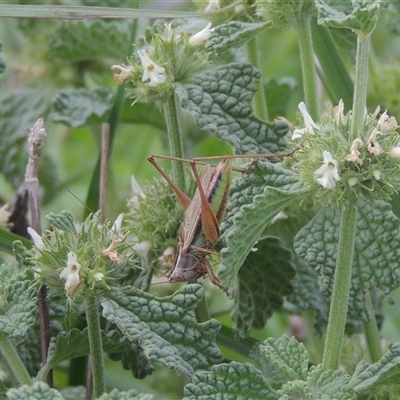 Conocephalus semivittatus (Meadow katydid) at Conder, ACT - 7 Jan 2024 by MichaelBedingfield