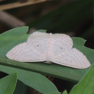 Scopula optivata at Conder, ACT - 7 Jan 2024 06:19 PM