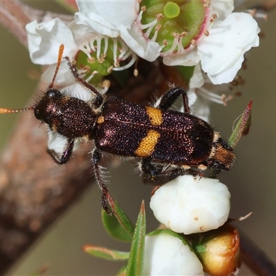 Eleale pulchra (Clerid beetle) at Moruya, NSW - 21 Nov 2024 by LisaH