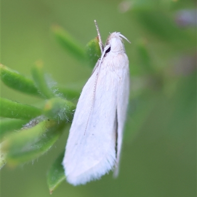 Zacorus carus (White Wingia) at Moruya, NSW - 23 Nov 2024 by LisaH