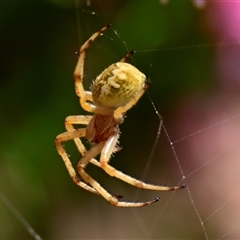 Araneus hamiltoni (Hamilton's Orb Weaver) at Acton, ACT - 25 Nov 2024 by Thurstan