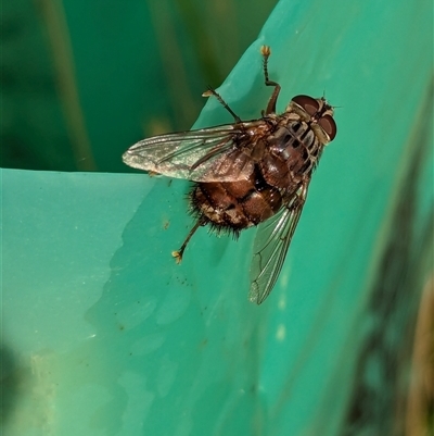 Rutilia (Rutilia) setosa (A bristle fly) at Page, ACT - 24 Nov 2024 by CattleDog