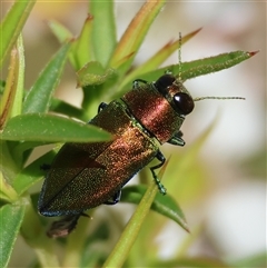 Torresita cuprifera (Jewel beetle) at Moruya, NSW - 22 Nov 2024 by LisaH