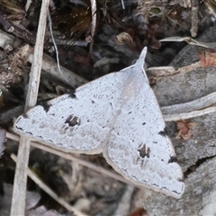 Dichromodes estigmaria (Pale Grey Heath Moth) at Moruya, NSW - 22 Nov 2024 by LisaH