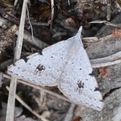 Dichromodes estigmaria (Pale Grey Heath Moth) at Moruya, NSW - 22 Nov 2024 by LisaH