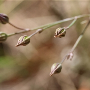 Thysanotus (Genus) at Moruya, NSW - suppressed