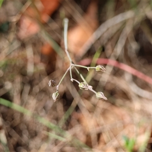 Thysanotus (Genus) at Moruya, NSW - suppressed