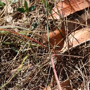 Thysanotus (Genus) at Moruya, NSW - suppressed