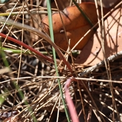 Thysanotus (Genus) at Moruya, NSW - suppressed