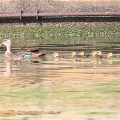 Anas superciliosa (Pacific Black Duck) at Parkes, ACT - 25 Nov 2024 by MB