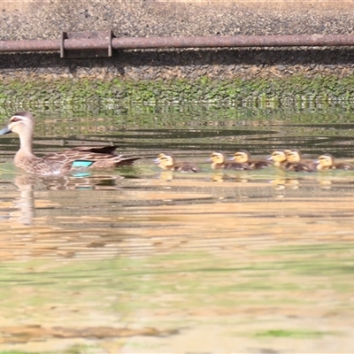 Anas superciliosa (Pacific Black Duck) at Parkes, ACT - 25 Nov 2024 by MB