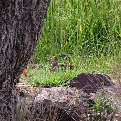 Gallinago hardwickii (Latham's Snipe) at Fyshwick, ACT - 25 Nov 2024 by MB