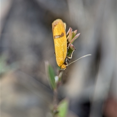 Plectobela undescribed species (A concealer moth) at Denman Prospect, ACT - 24 Nov 2024 by Miranda