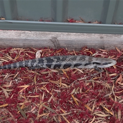 Tiliqua scincoides scincoides (Eastern Blue-tongue) at Richardson, ACT - 25 Nov 2024 by MB