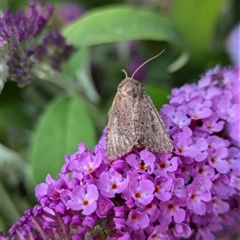 Ectopatria pelosticta at Holder, ACT - 24 Nov 2024 by Miranda