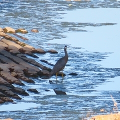 Egretta novaehollandiae (White-faced Heron) at Calwell, ACT - 22 Nov 2024 by MB