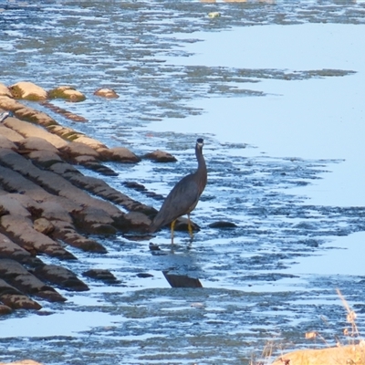 Egretta novaehollandiae (White-faced Heron) at Calwell, ACT - 23 Nov 2024 by MB