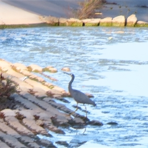 Egretta novaehollandiae at Calwell, ACT - 23 Nov 2024