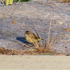 Acanthiza chrysorrhoa (Yellow-rumped Thornbill) at Richardson, ACT - 23 Nov 2024 by MB