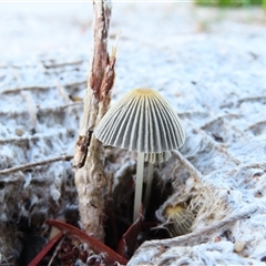 Coprinellus etc. (An Inkcap) at Richardson, ACT - 22 Nov 2024 by MB