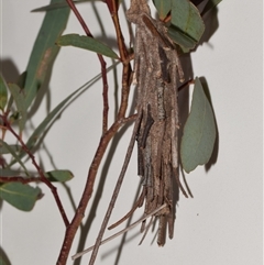 Metura elongatus (Saunders' case moth) at Jerrabomberra, NSW - 25 Nov 2024 by DianneClarke